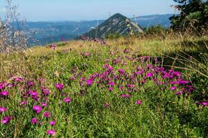 succ di sarra,mezenc,les stabili,haute Loira, Francia foto