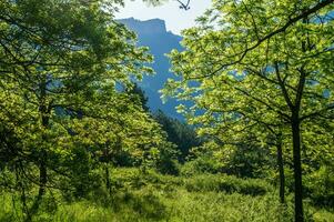 mille dollari viopi, Drome, Francia foto