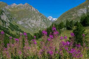 valle di breuil,val di oste, italia foto