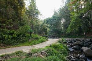 bellissimo pino foresta di bedengan, malang, Indonesia foto