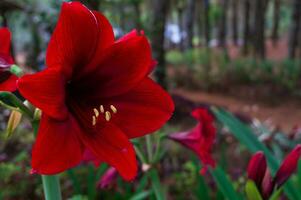 bellissimo sfondo con rosso amarillide, vicino su amarillide belladonna foto