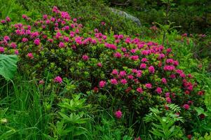 rododendro, chamonix, alta Savoia, Francia foto