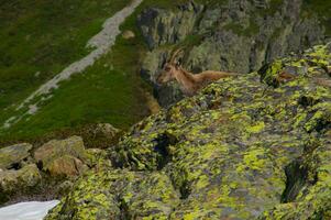 stambecchi, formaggi, argentiere, chamonix, alta Savoia, Francia foto