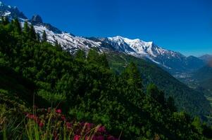 pecleret, arge, tiere, chamonix, alta Savoia, Francia foto