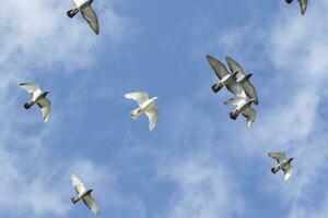 gregge di homing Piccione uccelli volante contro blu cielo foto