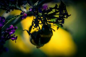 insetti su il farfalla cespuglio buddleja davidii foto