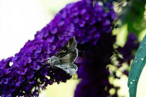 insetti su il farfalla cespuglio buddleja davidii foto