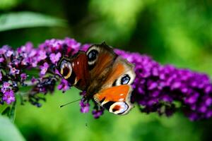 insetti su il farfalla cespuglio buddleja davidii foto