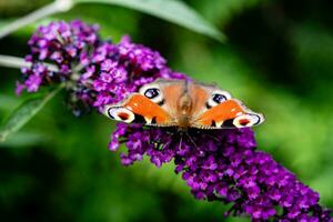 insetti su il farfalla cespuglio buddleja davidii foto