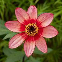 avvicinamento di un' singolo rosa dalia fiore, varietà forte contadino foto