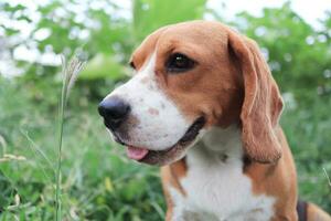 chiuso su viso di un' carino tricolore beagle cane seduta su il erba campo. foto