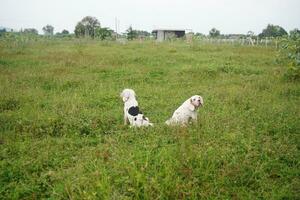 2 bianca pelliccia beagle cani seduta nel il erba campo dopo giocando. foto