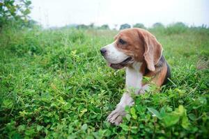 un' carino beagle cane seduta su il selvaggio fiore campo su porta nel il prato. messa a fuoco su faccia, superficiale profondità di campo. foto