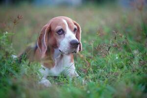 ritratto di un' carino tricolore beagle cane seduta su il erba campo sotto luce solare, selettiva messa a fuoco, occhio focalizzata ,tiro con un' superficiale profondità di campo. foto