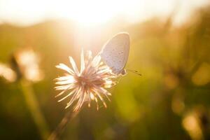 macro avvicinamento grigio farfalla su Fiore di campo nel il prato con sole bagliore copertina Su. foto