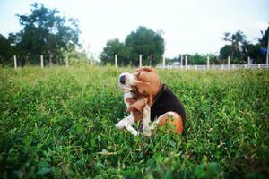 un adorabile beagle cane graffiare corpo all'aperto su il erba campo. foto