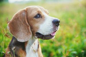 testa tiro ritratto di un' carino tricolore beagle cane seduta su il verde erba, sfondo bokeh ,tiro con un' superficiale profondità di campo . foto
