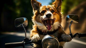 contento corgi cavalcate giù il strada su un' scooter, tempo per viaggio e avventura, idea per un' cartolina foto