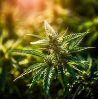 le foglie di marijuana pianta dettaglio a sole. foto