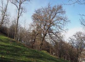 colline di torino foto