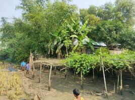un' immagine di un' villaggio nel bangladesh dove alcuni persone siamo pesca a partire dal un' canale foto