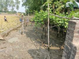 un' immagine di un' villaggio nel bangladesh dove alcuni persone siamo pesca a partire dal un' canale foto