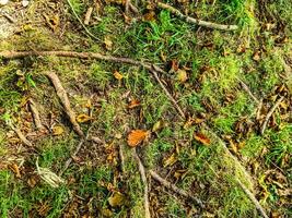 dettagliato vicino su Visualizza su un' foresta terra struttura con muschio e rami foto