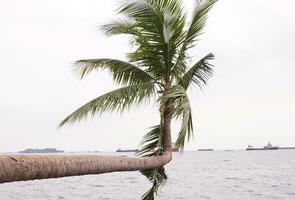 Noce di cocco alberi su il spiaggia foto