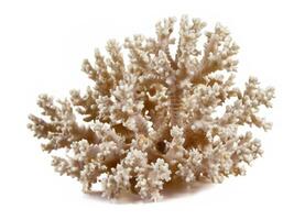 corallo su un' bianca sfondo foto