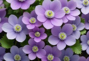 primavera fiori anemone hepatica. ai generativo foto