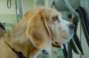 ritratto di un' beagle cane, un' cani museruola a partire dal il lato foto