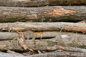 un' mucchio di logs con alcuni alberi su loro foto