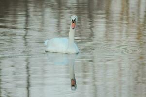 un' cigno è nuoto nel il acqua foto