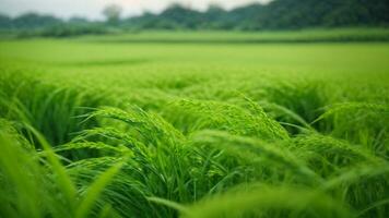 avvicinamento alta risoluzione Immagine di un' sbalorditivo verde riso risaia campo. ai generato. ai generativo. foto