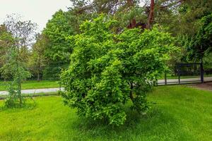 primavera fogliame di nespolo o mespilo germanica in crescita nel un' botanico giardino. foto