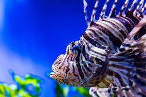 pesce nel il acqua. acquatico creatura. acqua mondo. mare, oceano, lago e fiume fauna. zoo e zoologia. foto