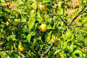 un' Limone albero con molti limoni su esso foto