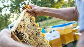 alveare primavera gestione. apicoltore ispezionando ape alveare e prepara apiario per estate stagione. apicoltura. apicoltore grigio protettivo completo da uomo costume controlli alveari detiene un' telaio con ultimo anni sigillato miele per alimentazione ape famiglia prima il miele collezione foto