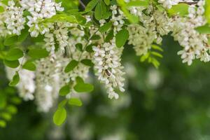 miele ape raccoglie nettare a partire dal bianca fiori albero acacia, robinia pseudoacacia, nero locusta, falso acacia. fioritura cluster di acacia. miele primavera pianta. raccogliere nettare. pianta con salutare e delizioso Miele. foto