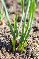 verde cipolla germogli in crescita nel terra nera giardino avvicinamento. bene raccogliere di verdure nel primavera. foto