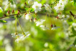 bianca con rosa fiori di il ciliegia fiori su un' primavera giorno nel il parco foto