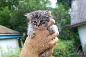 proprietario detiene grigio gattino foto