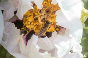 api raccogliere polline a partire dal paeonia suffruticosa, albero peonia o paeony fiore. Là siamo molti api dentro il fiore. foto