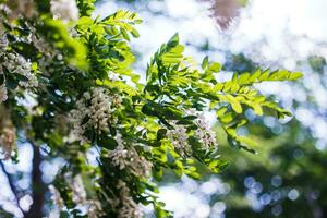 miele ape raccoglie nettare a partire dal bianca fiori albero acacia, robinia pseudoacacia, nero locusta, falso acacia. fioritura cluster di acacia. miele primavera pianta. raccogliere nettare. pianta con salutare e delizioso Miele. foto