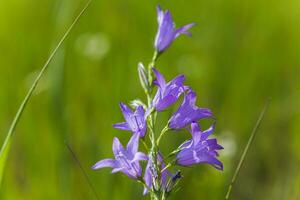 campanula rapunculoides, strisciante campanula, o rampion campanula. viola fiori e mini cuffie di un' campanula su campo. foto