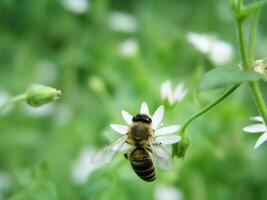 miele ape raccogliere nettare a partire dal stellaria media, ceci, Comune ceci, erba di pollo, craches, marun e erba invernale nel un' radura nel il estate. alternativa medicinale. bellezza e terme trattamenti utilizzando medicinale erbe aromatiche foto