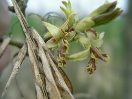 acer negundo scatola Sambuco, boxelder acero, foglie di cenere acero, e acero cenere, un' fiore fioritura nel presto primavera. fiore germoglio Sambuco, giovane le foglie e vecchio, ultimo anni semi. miele impianti di Ucraina. foto