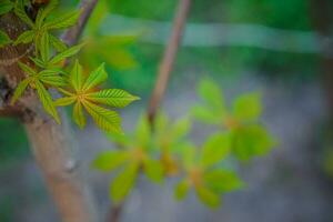 modesto Castagna nuovo le foglie nel primavera. luminosa verde le foglie vicino su. sfondo per primavera salvaschermo su Telefono. rinascita di natura. fioritura mini cuffie su alberi. foto