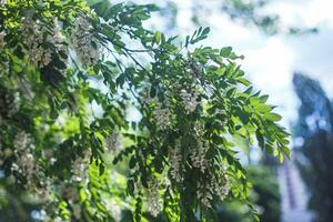 miele ape raccoglie nettare a partire dal bianca fiori albero acacia, robinia pseudoacacia, nero locusta, falso acacia. fioritura cluster di acacia. miele primavera pianta. raccogliere nettare. pianta con salutare e delizioso Miele. foto