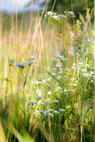 Erigeron annuus su il campo sfocato foto